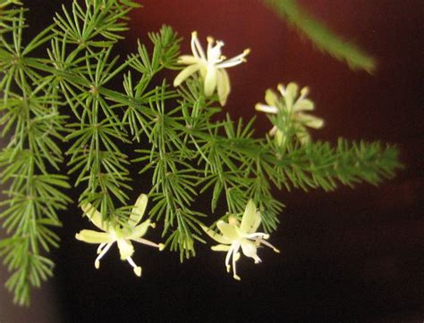 文竹花|文竹开花周期与养护（掌握文竹的开花秘密）